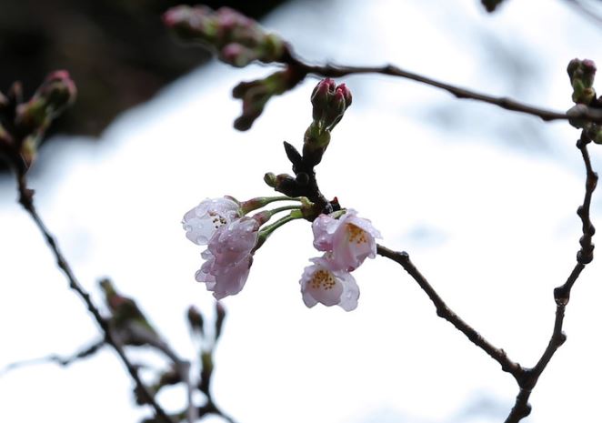 桜開花0322